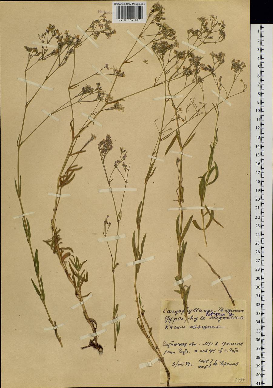 Gypsophila patrinii Ser., Siberia, Baikal & Transbaikal region (S4) (Russia)