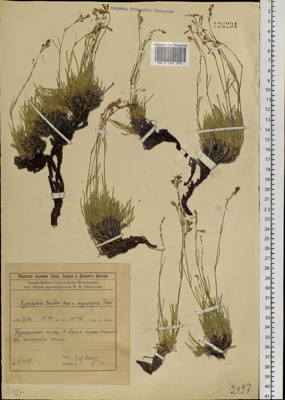 Gypsophila patrinii Ser., Siberia, Baikal & Transbaikal region (S4) (Russia)