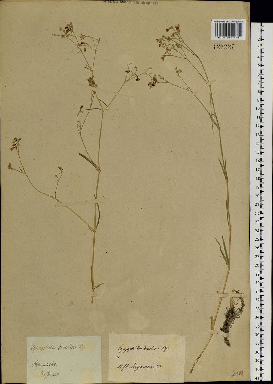 Gypsophila patrinii Ser., Siberia, Baikal & Transbaikal region (S4) (Russia)