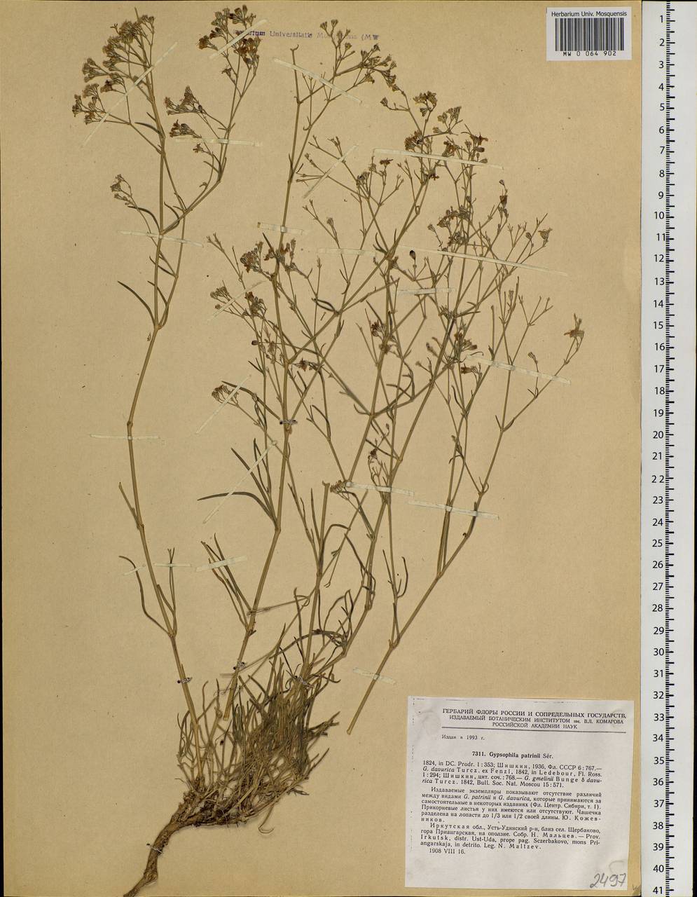 Gypsophila patrinii Ser., Siberia, Baikal & Transbaikal region (S4) (Russia)