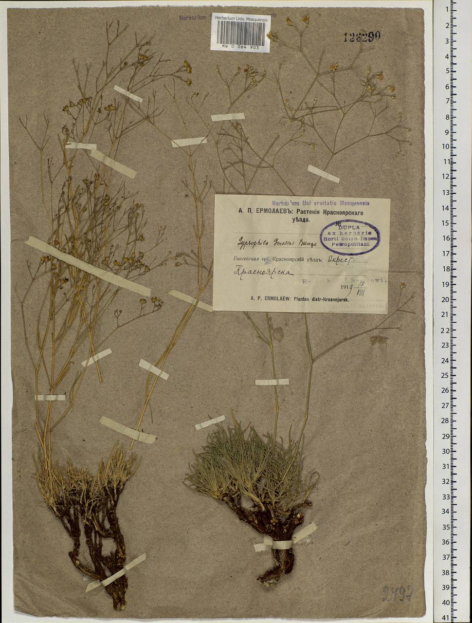 Gypsophila patrinii Ser., Siberia, Central Siberia (S3) (Russia)
