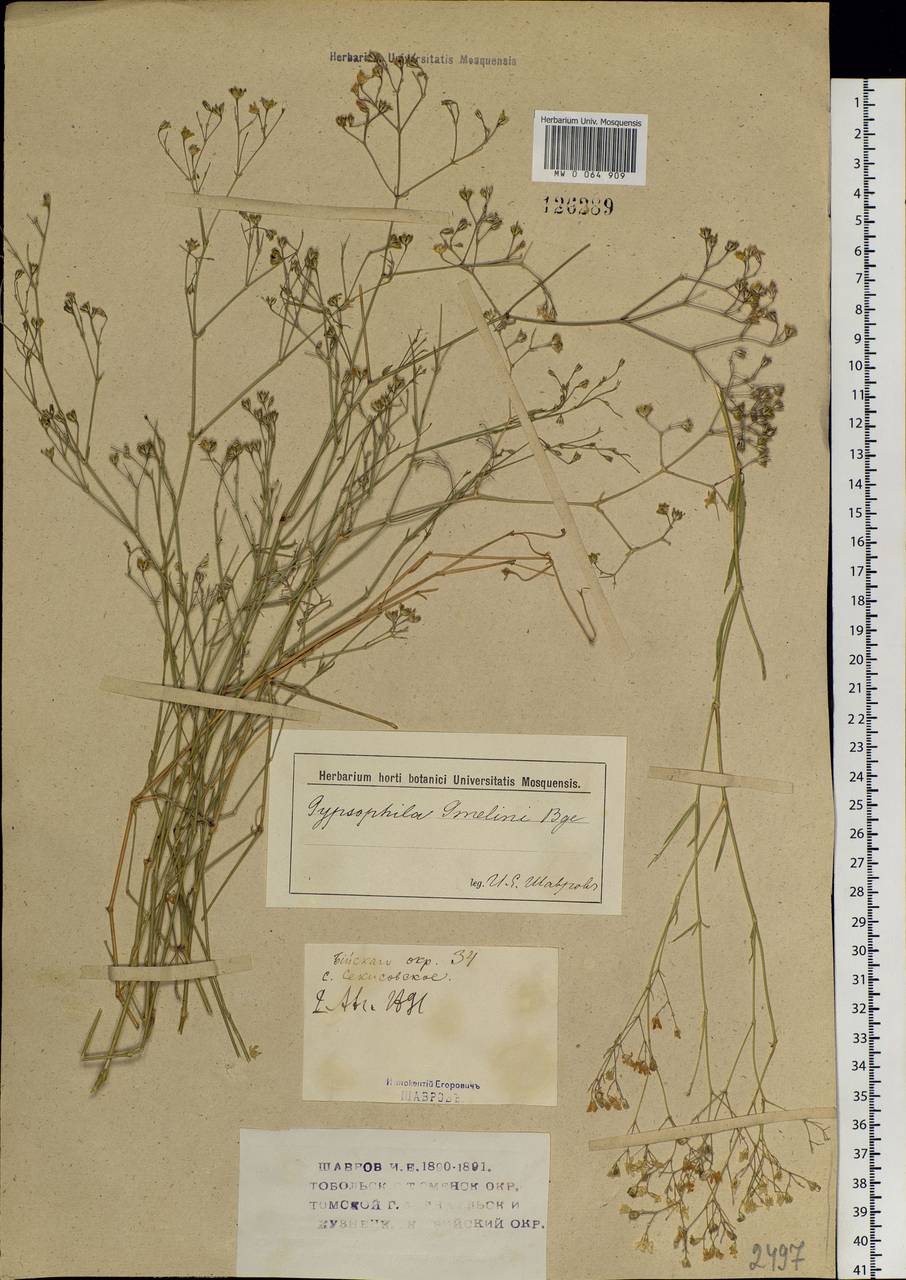 Gypsophila patrinii Ser., Siberia, Western (Kazakhstan) Altai Mountains (S2a) (Kazakhstan)