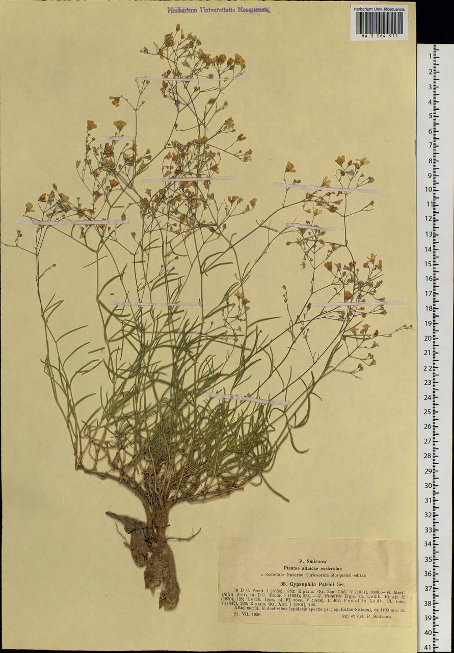 Gypsophila patrinii Ser., Siberia, Western (Kazakhstan) Altai Mountains (S2a) (Kazakhstan)