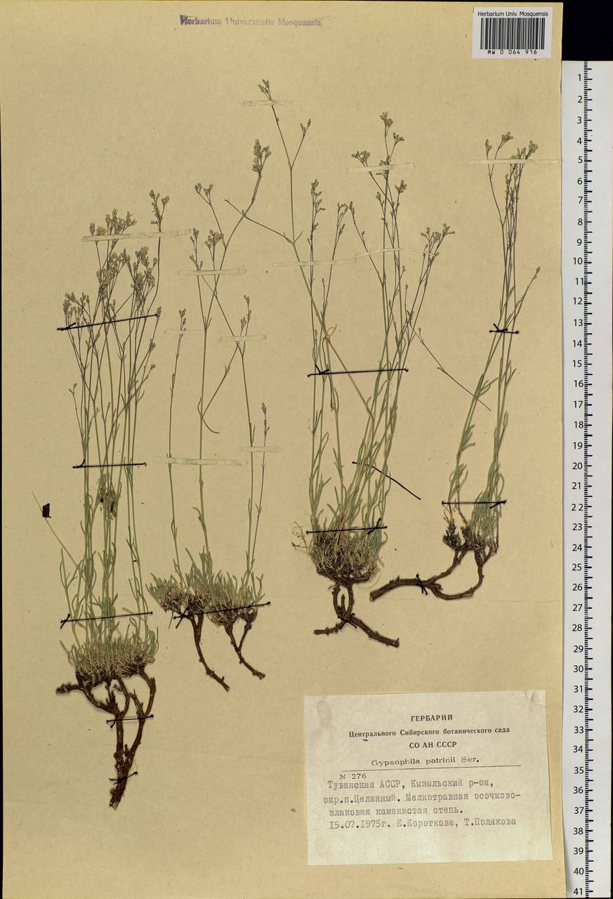 Gypsophila patrinii Ser., Siberia, Altai & Sayany Mountains (S2) (Russia)