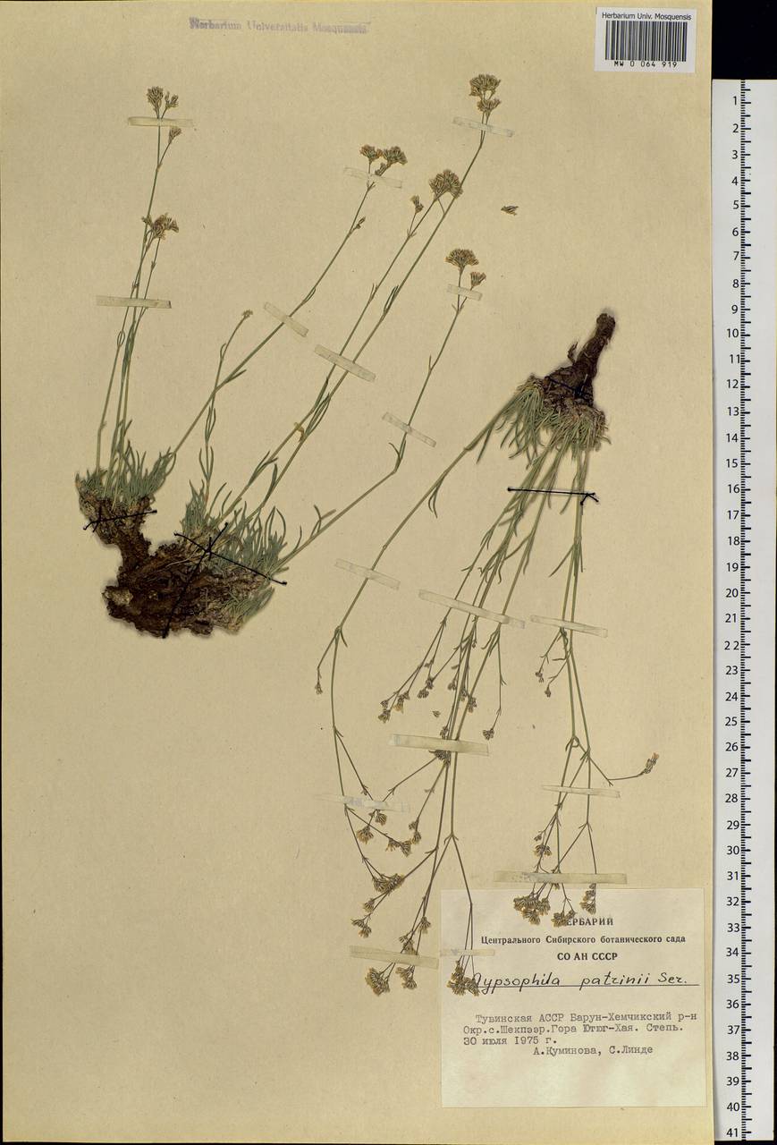 Gypsophila patrinii Ser., Siberia, Altai & Sayany Mountains (S2) (Russia)