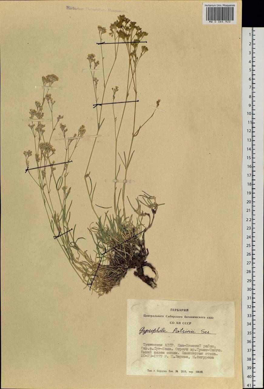 Gypsophila patrinii Ser., Siberia, Altai & Sayany Mountains (S2) (Russia)