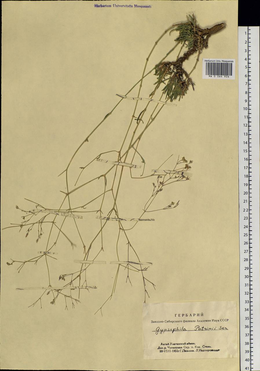 Gypsophila patrinii Ser., Siberia, Altai & Sayany Mountains (S2) (Russia)