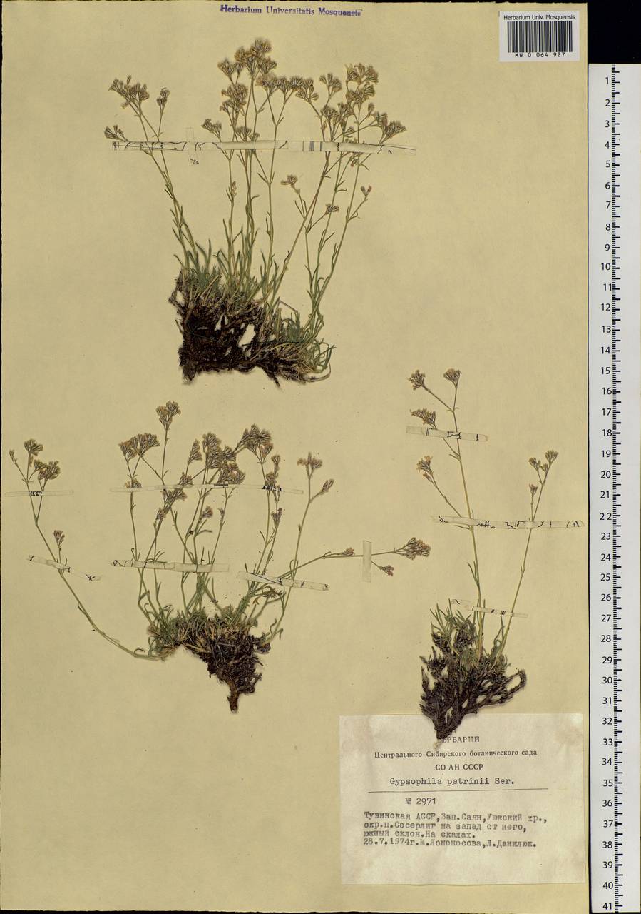 Gypsophila patrinii Ser., Siberia, Altai & Sayany Mountains (S2) (Russia)