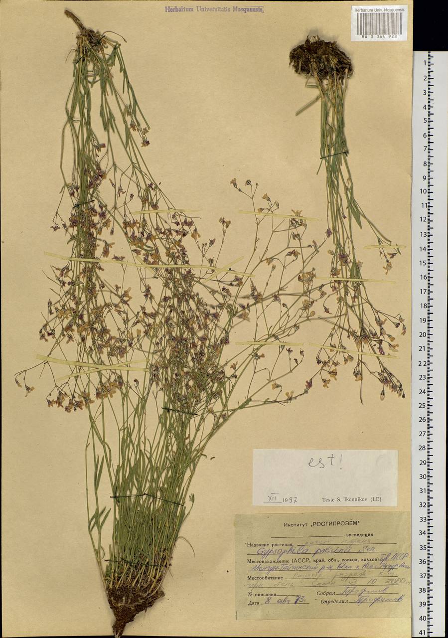 Gypsophila patrinii Ser., Siberia, Altai & Sayany Mountains (S2) (Russia)