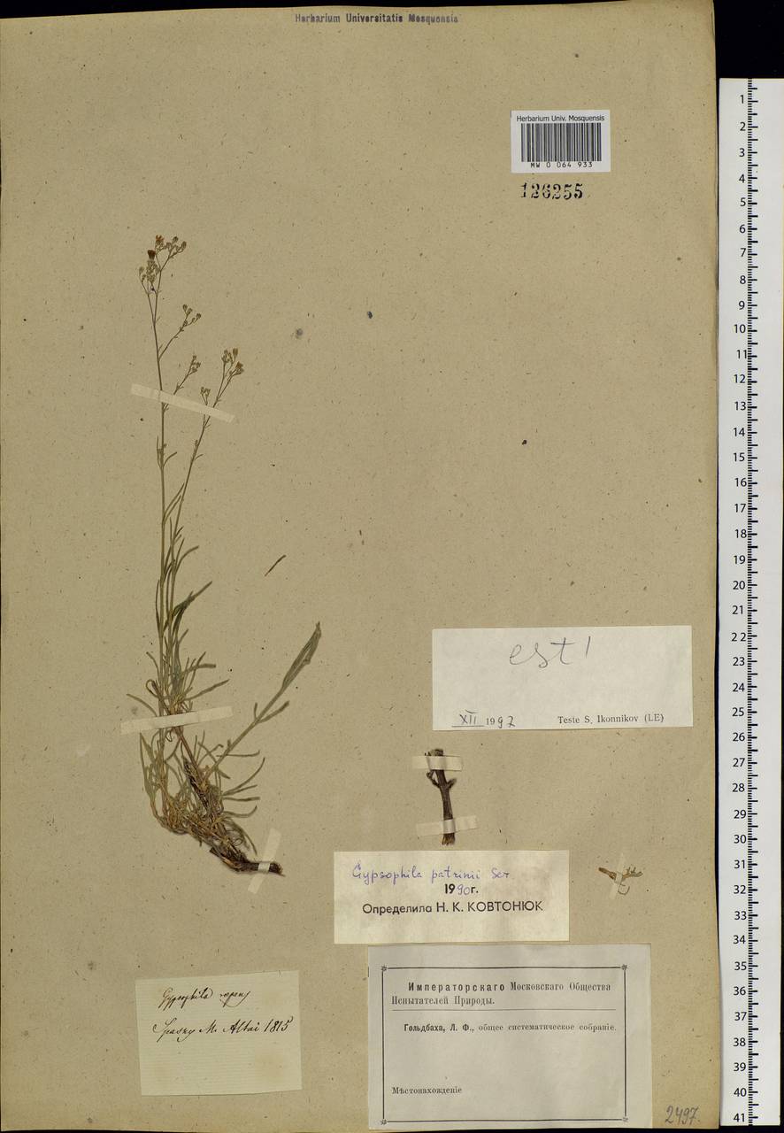 Gypsophila patrinii Ser., Siberia, Altai & Sayany Mountains (S2) (Russia)