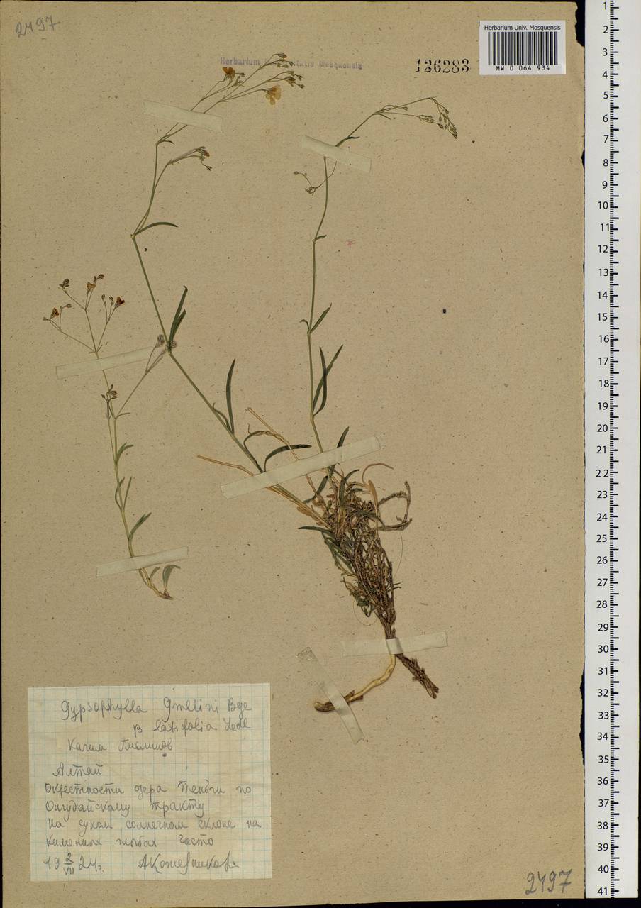 Gypsophila patrinii Ser., Siberia, Altai & Sayany Mountains (S2) (Russia)