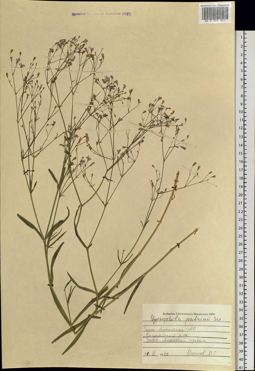 Gypsophila patrinii Ser., Siberia, Altai & Sayany Mountains (S2) (Russia)