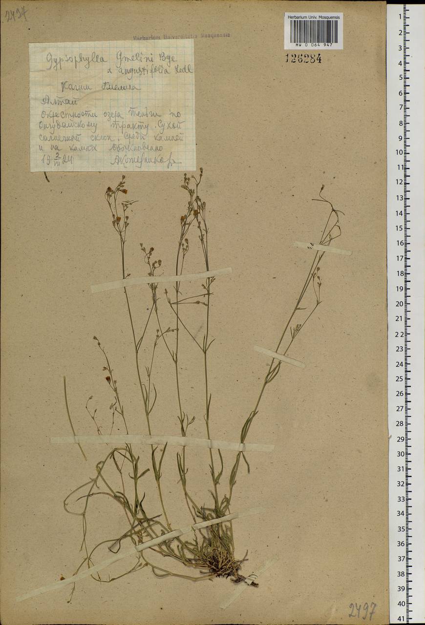 Gypsophila patrinii Ser., Siberia, Altai & Sayany Mountains (S2) (Russia)