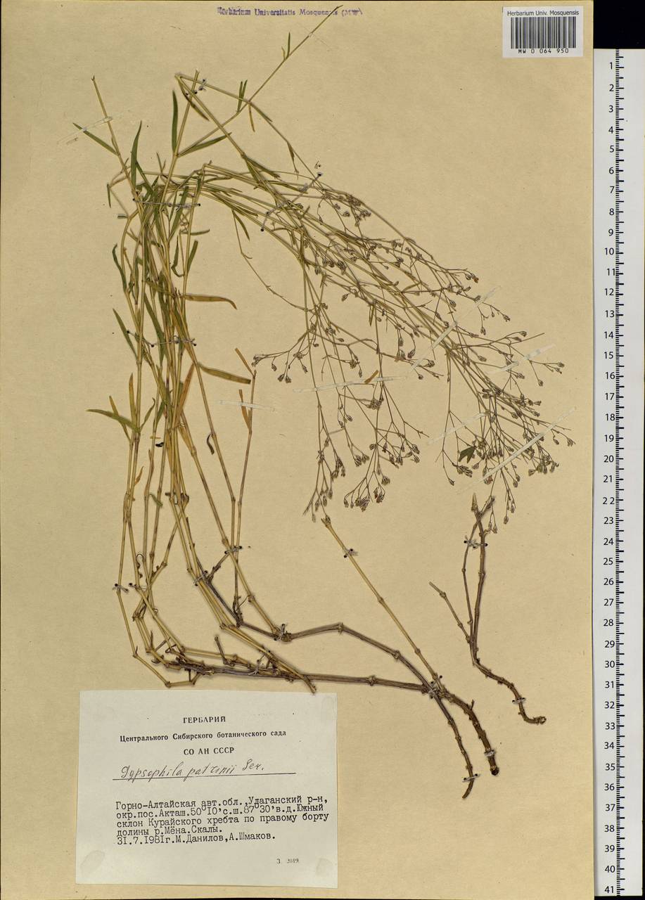 Gypsophila patrinii Ser., Siberia, Altai & Sayany Mountains (S2) (Russia)