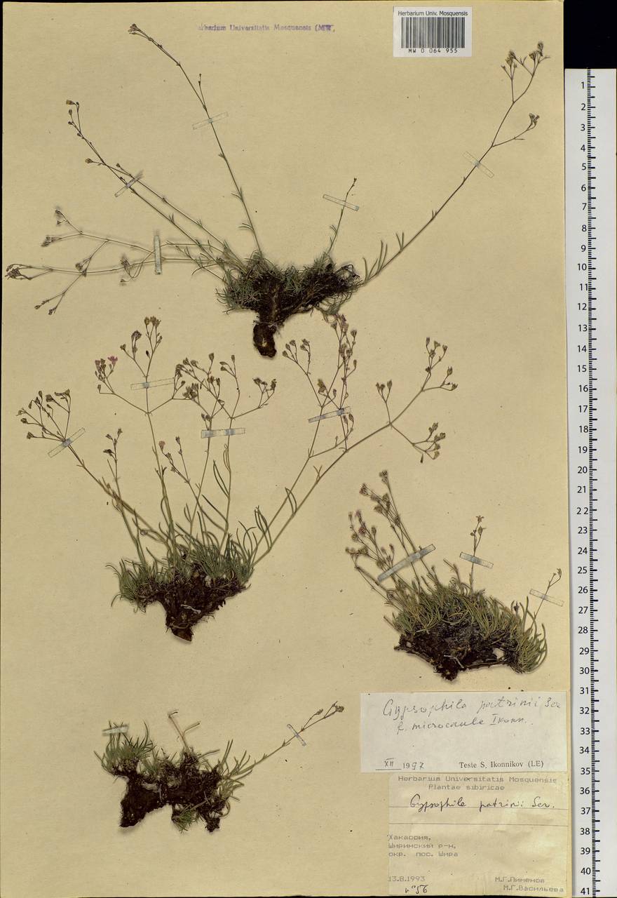 Gypsophila patrinii Ser., Siberia, Altai & Sayany Mountains (S2) (Russia)