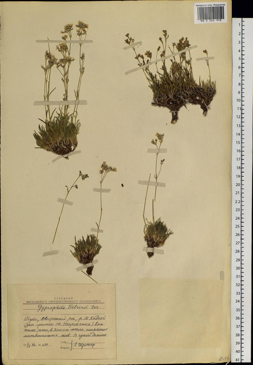 Gypsophila patrinii Ser., Siberia, Altai & Sayany Mountains (S2) (Russia)