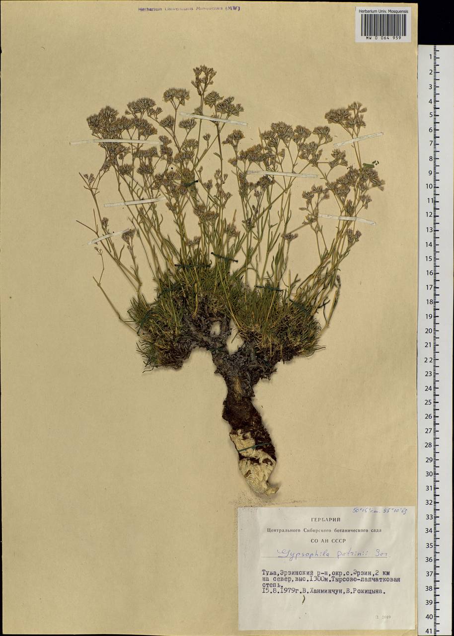 Gypsophila patrinii Ser., Siberia, Altai & Sayany Mountains (S2) (Russia)