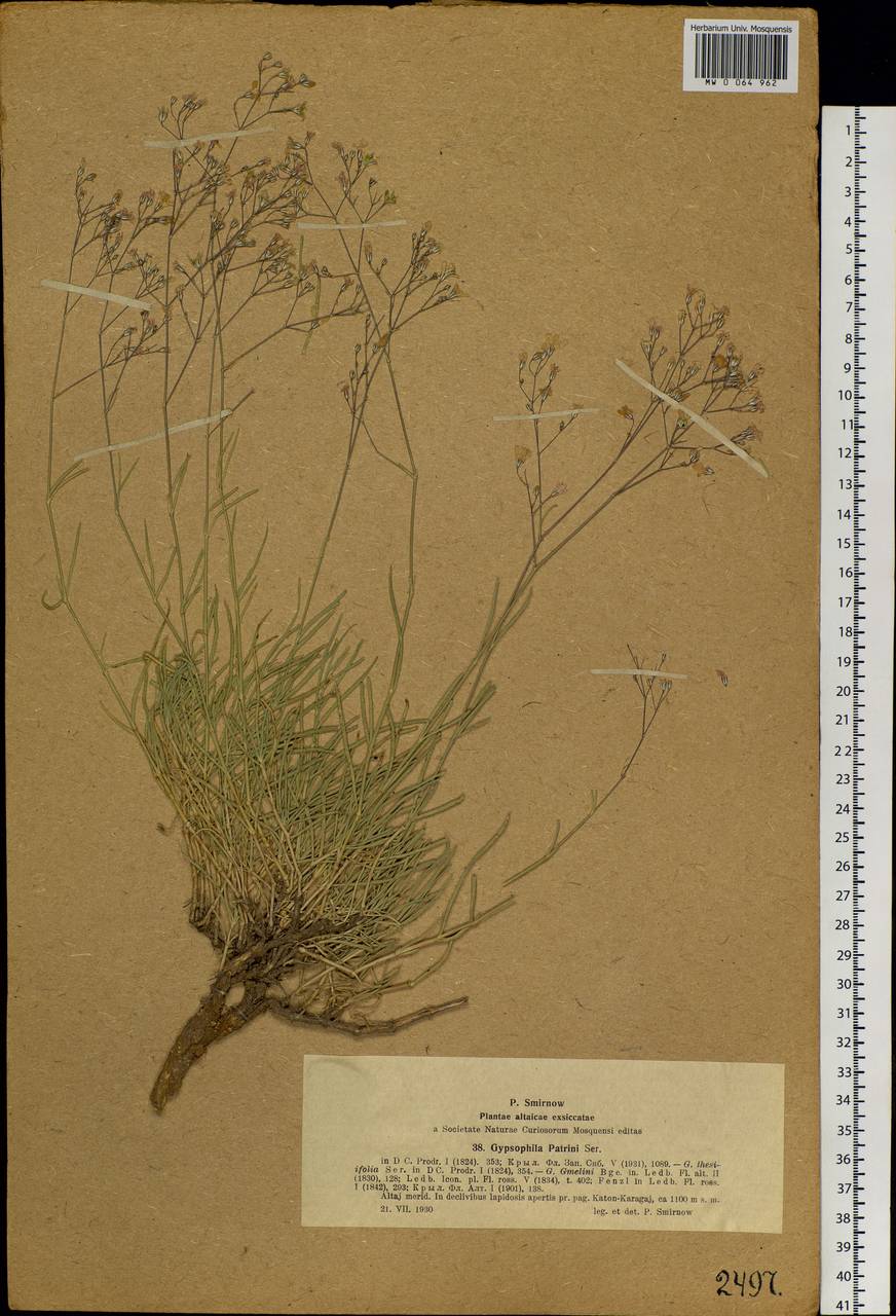 Gypsophila patrinii Ser., Siberia, Western (Kazakhstan) Altai Mountains (S2a) (Kazakhstan)