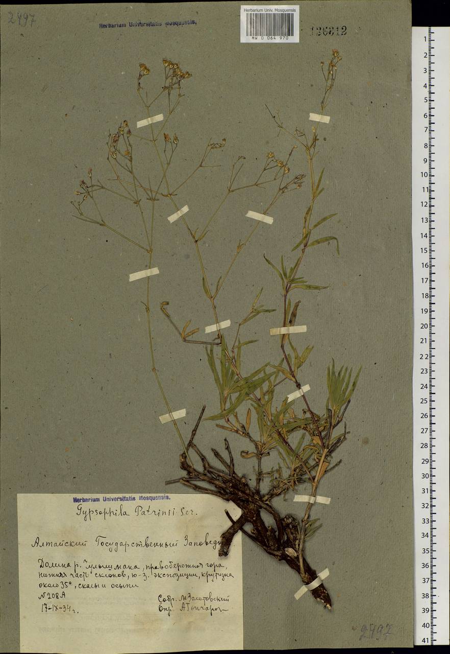 Gypsophila patrinii Ser., Siberia, Altai & Sayany Mountains (S2) (Russia)