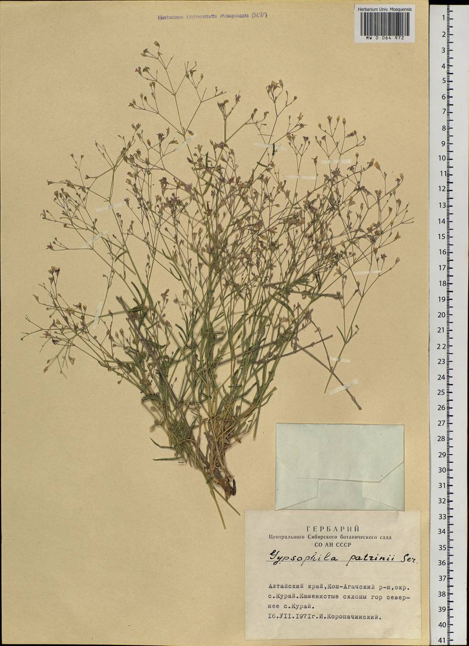 Gypsophila patrinii Ser., Siberia, Altai & Sayany Mountains (S2) (Russia)