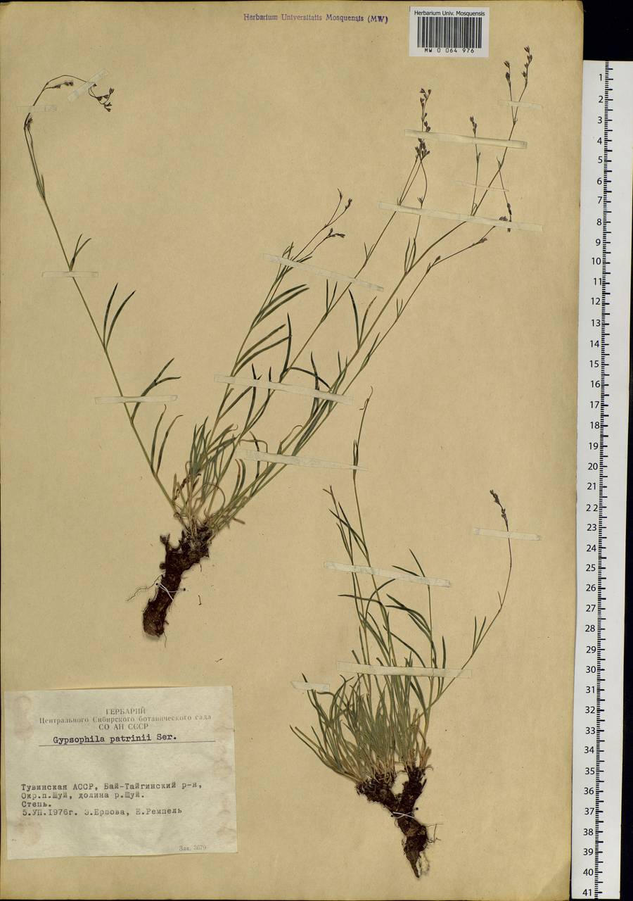Gypsophila patrinii Ser., Siberia, Altai & Sayany Mountains (S2) (Russia)