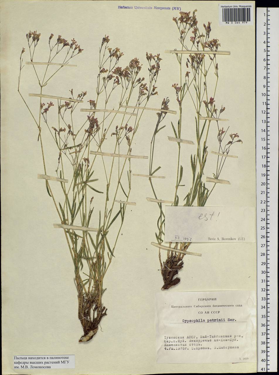 Gypsophila patrinii Ser., Siberia, Altai & Sayany Mountains (S2) (Russia)