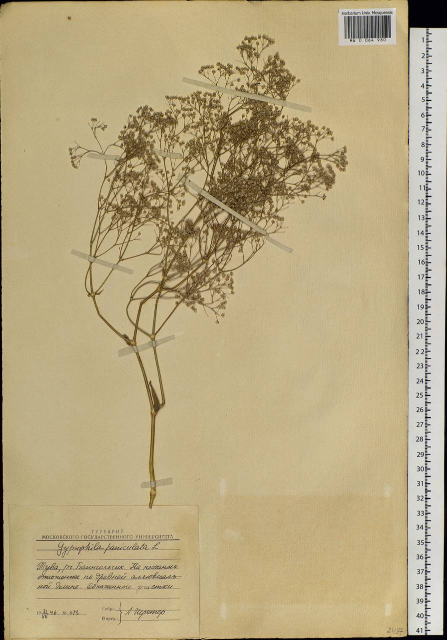 Gypsophila paniculata L., Siberia, Altai & Sayany Mountains (S2) (Russia)