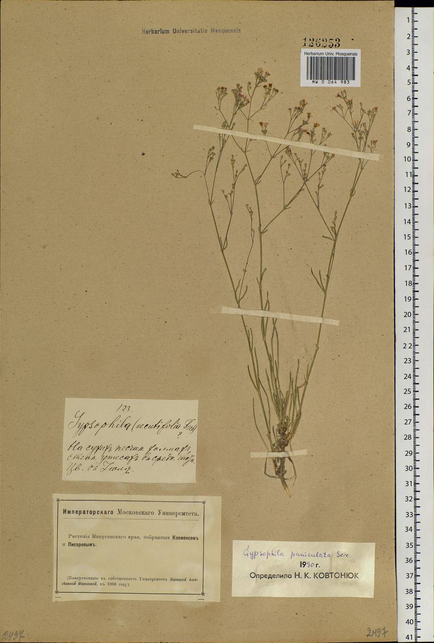 Gypsophila paniculata L., Siberia, Altai & Sayany Mountains (S2) (Russia)