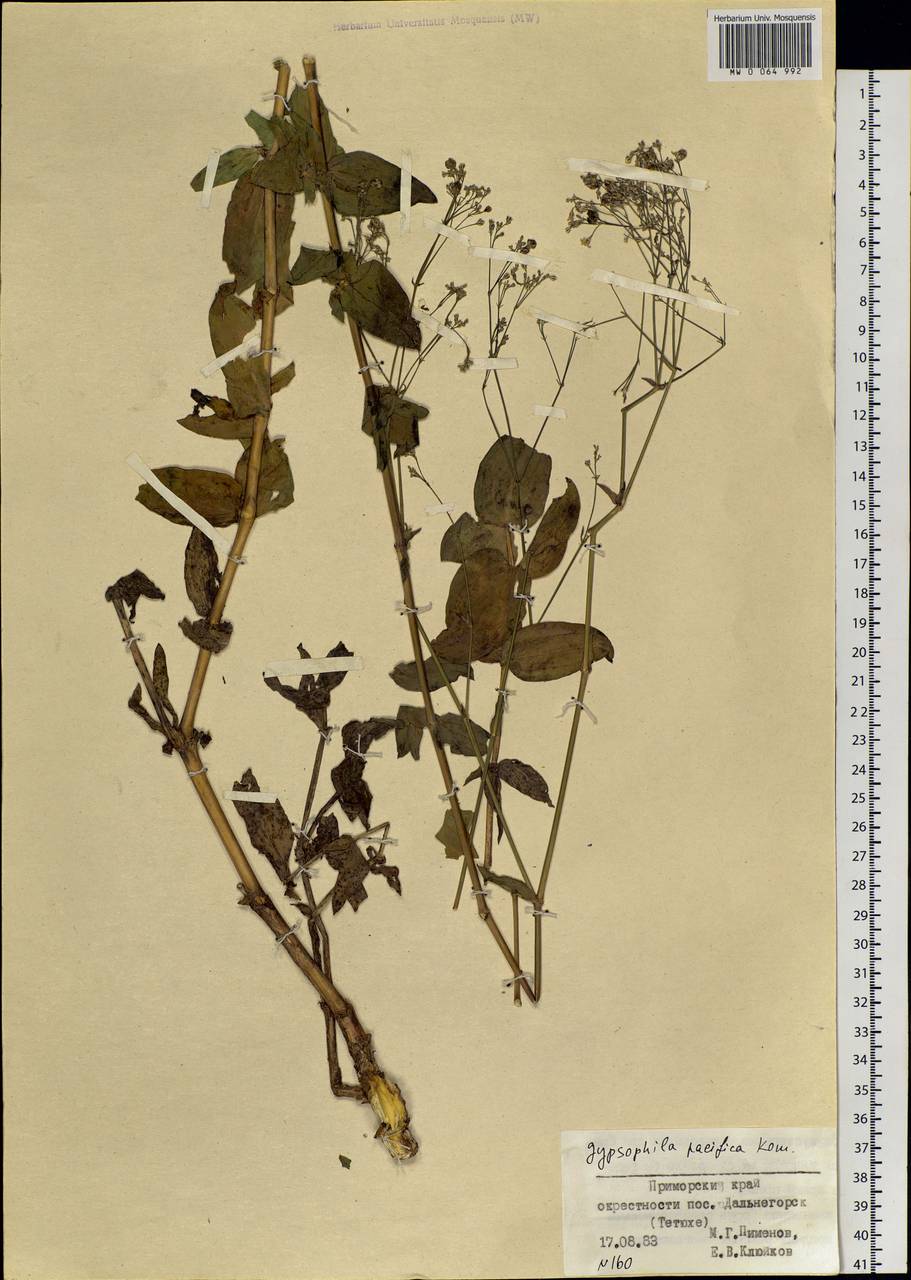 Gypsophila pacifica Kom., Siberia, Russian Far East (S6) (Russia)