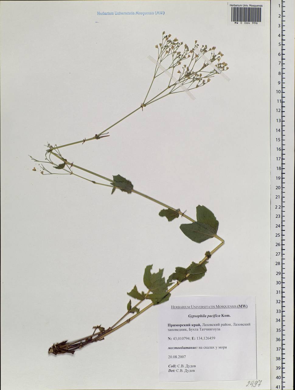 Gypsophila pacifica Kom., Siberia, Russian Far East (S6) (Russia)