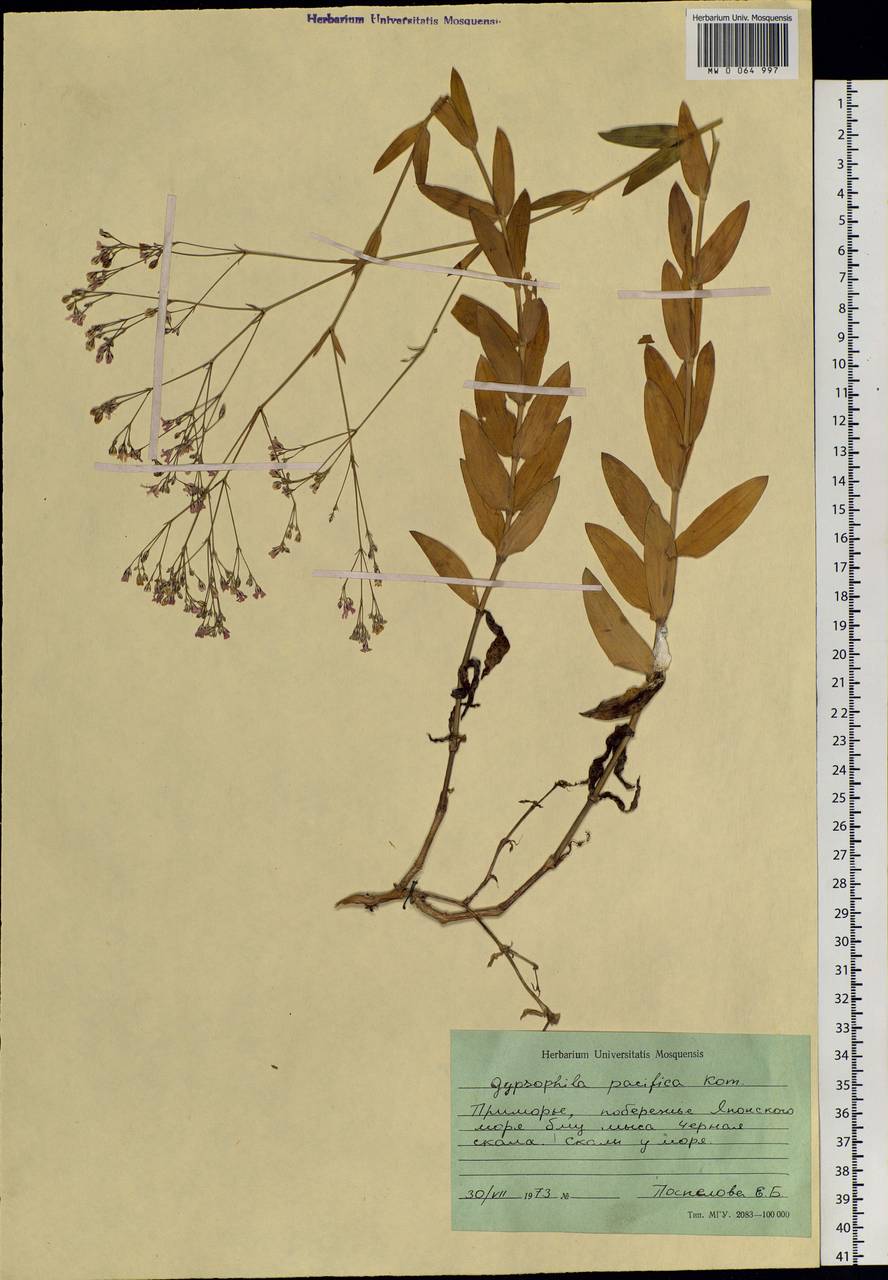 Gypsophila pacifica Kom., Siberia, Russian Far East (S6) (Russia)