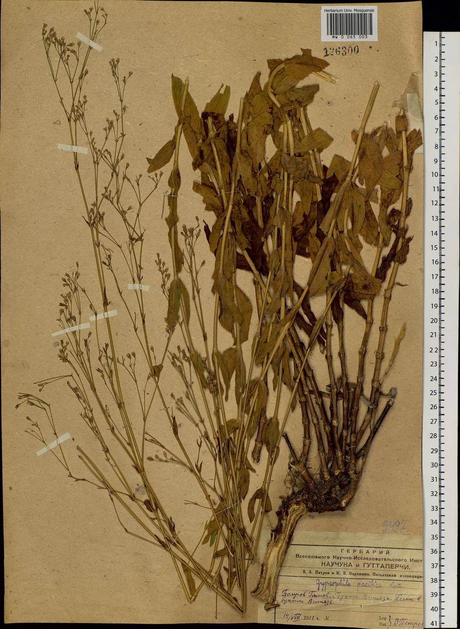 Gypsophila pacifica Kom., Siberia, Russian Far East (S6) (Russia)