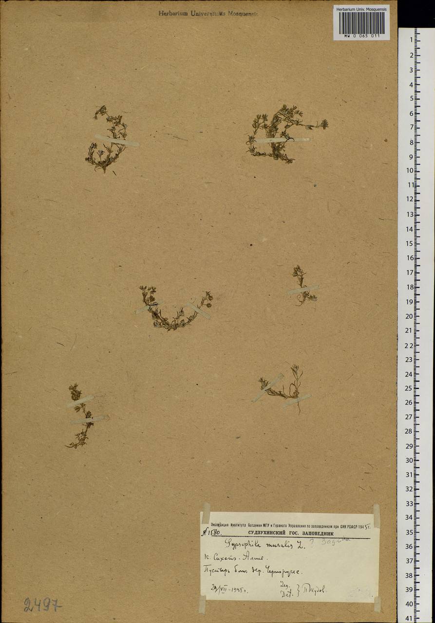 Psammophiliella muralis (L.) lkonn., Siberia, Russian Far East (S6) (Russia)