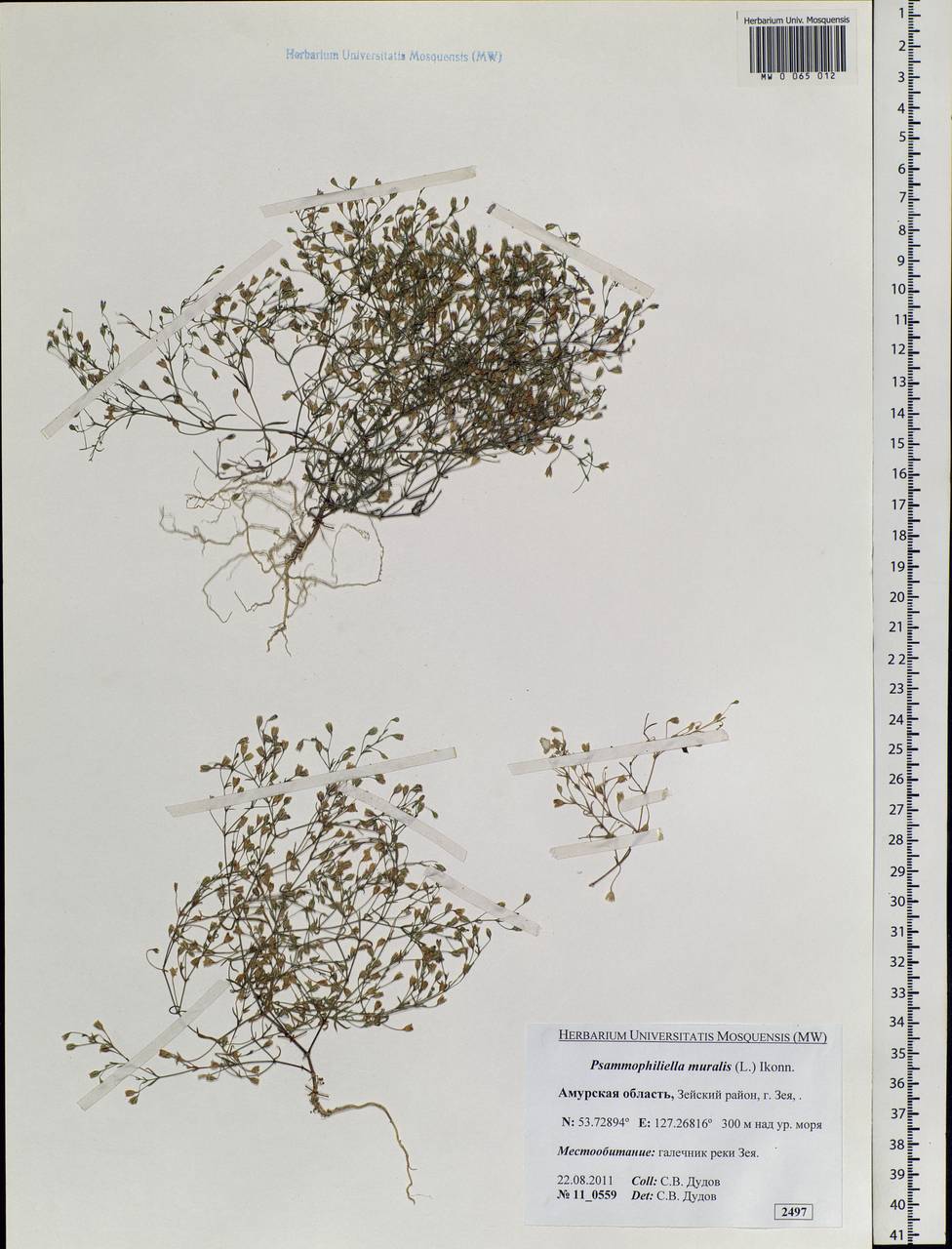 Psammophiliella muralis (L.) lkonn., Siberia, Russian Far East (S6) (Russia)