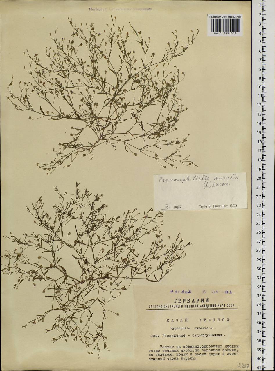 Psammophiliella muralis (L.) Ikonn., Siberia, Western Siberia (S1) (Russia)