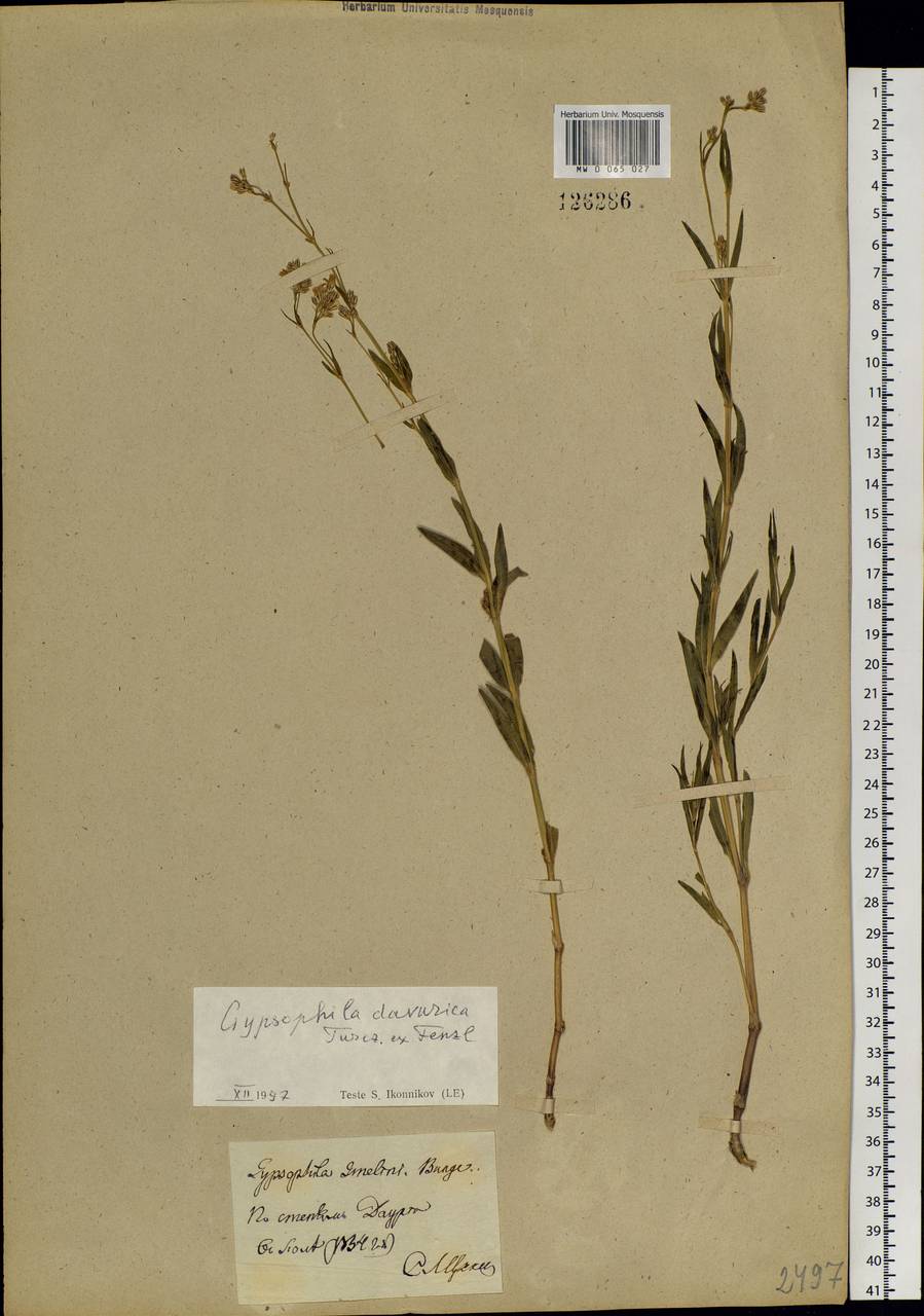 Gypsophila davurica Turcz. ex Fenzl, Siberia, Baikal & Transbaikal region (S4) (Russia)