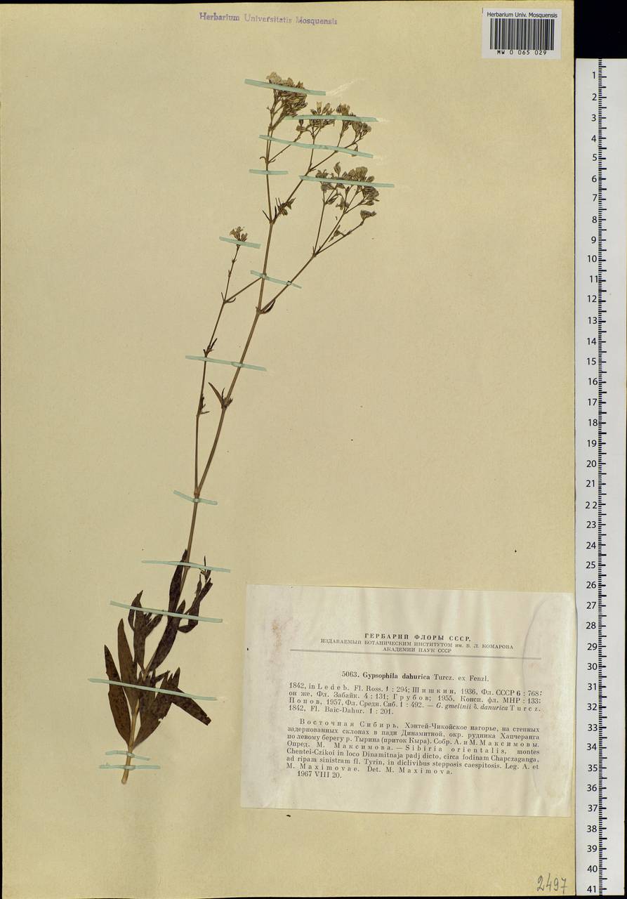Gypsophila davurica Turcz. ex Fenzl, Siberia, Baikal & Transbaikal region (S4) (Russia)