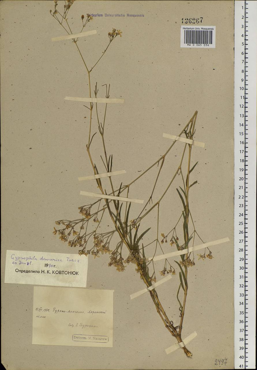 Gypsophila davurica Turcz. ex Fenzl, Siberia, Baikal & Transbaikal region (S4) (Russia)