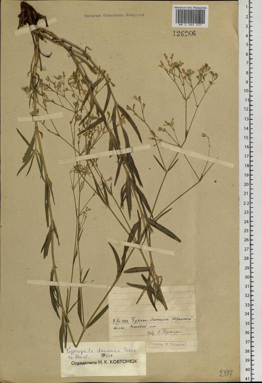 Gypsophila davurica Turcz. ex Fenzl, Siberia, Baikal & Transbaikal region (S4) (Russia)