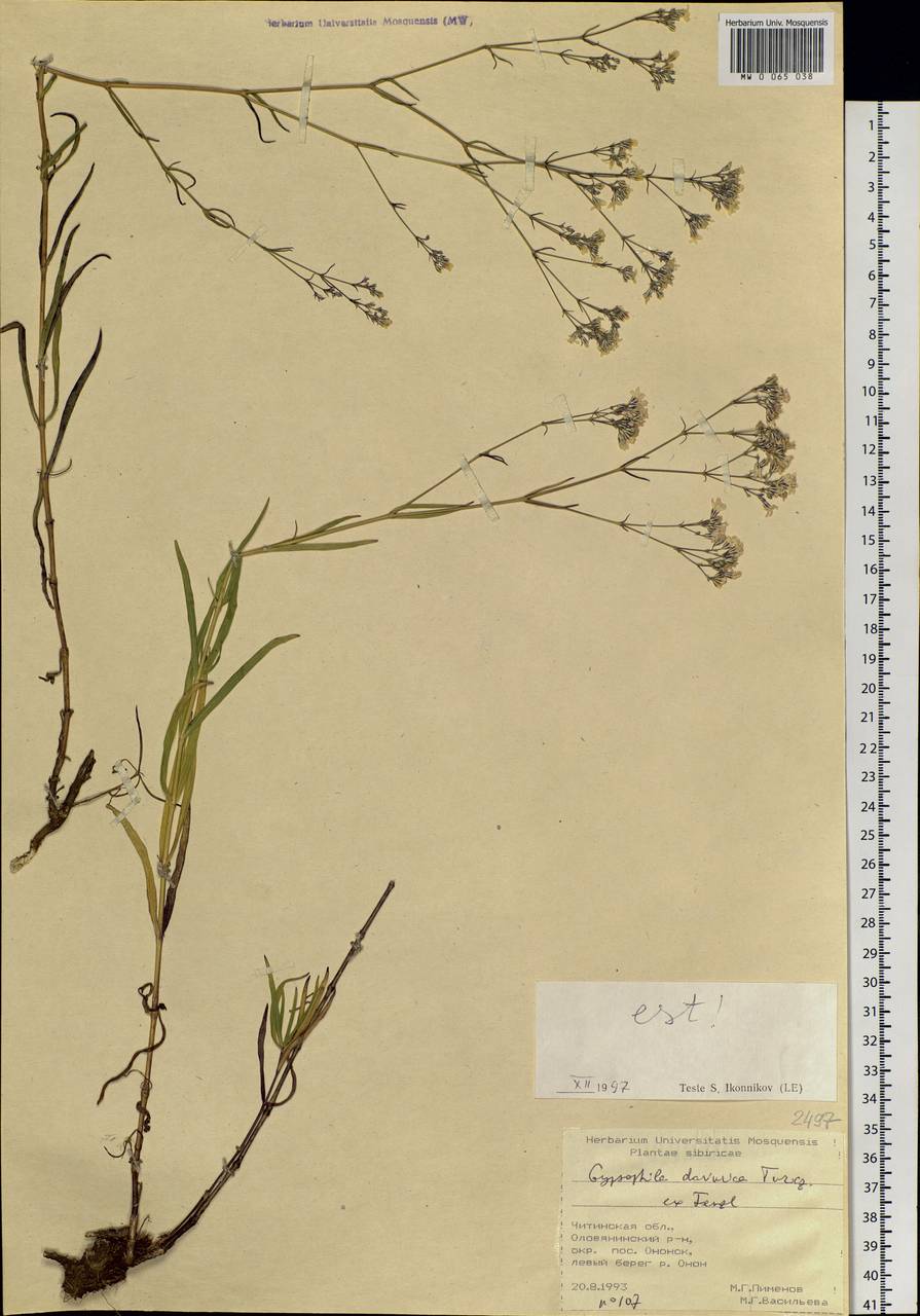 Gypsophila davurica Turcz. ex Fenzl, Siberia, Baikal & Transbaikal region (S4) (Russia)