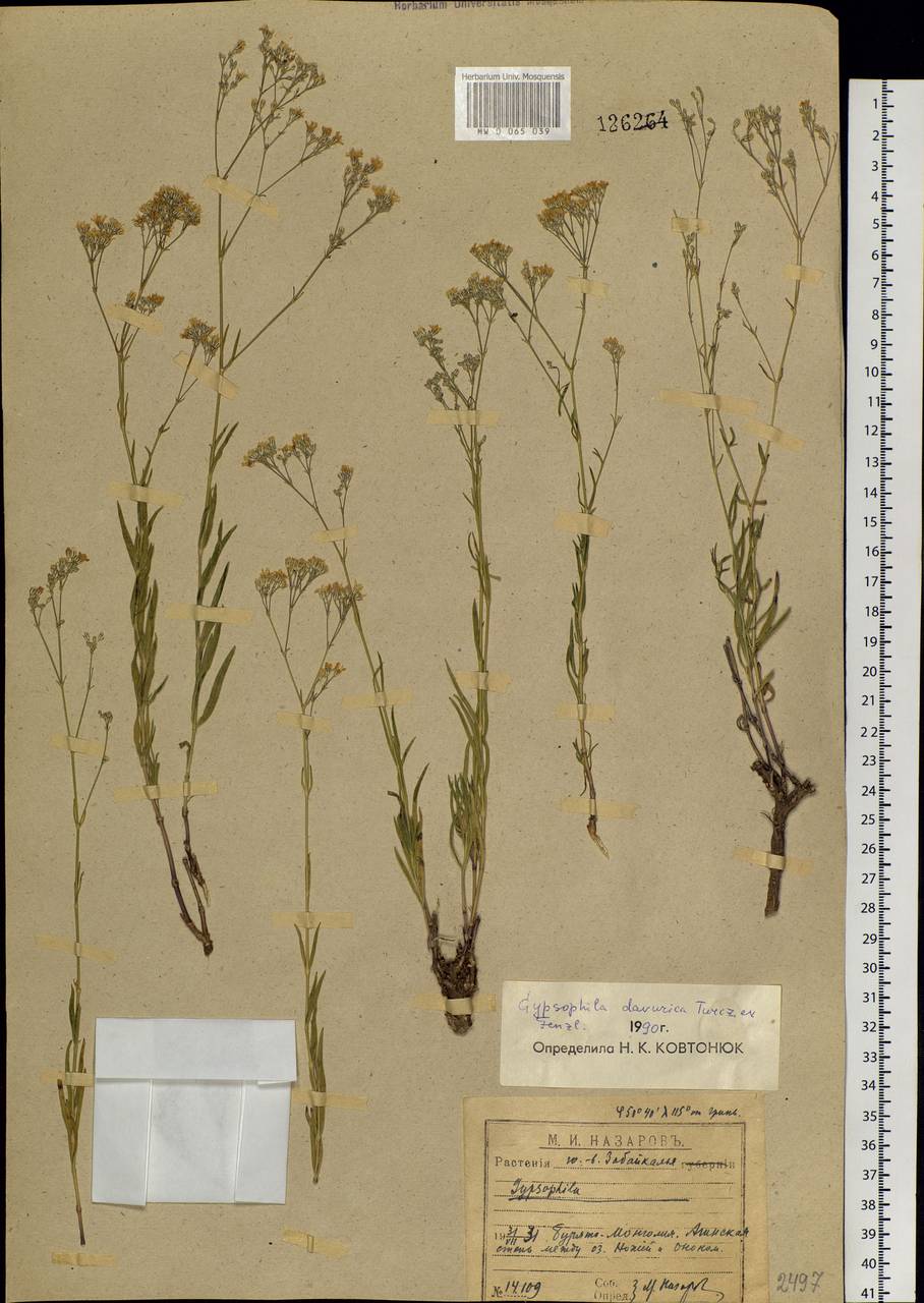 Gypsophila davurica Turcz. ex Fenzl, Siberia, Baikal & Transbaikal region (S4) (Russia)
