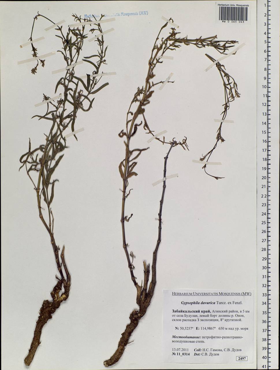 Gypsophila davurica Turcz. ex Fenzl, Siberia, Baikal & Transbaikal region (S4) (Russia)