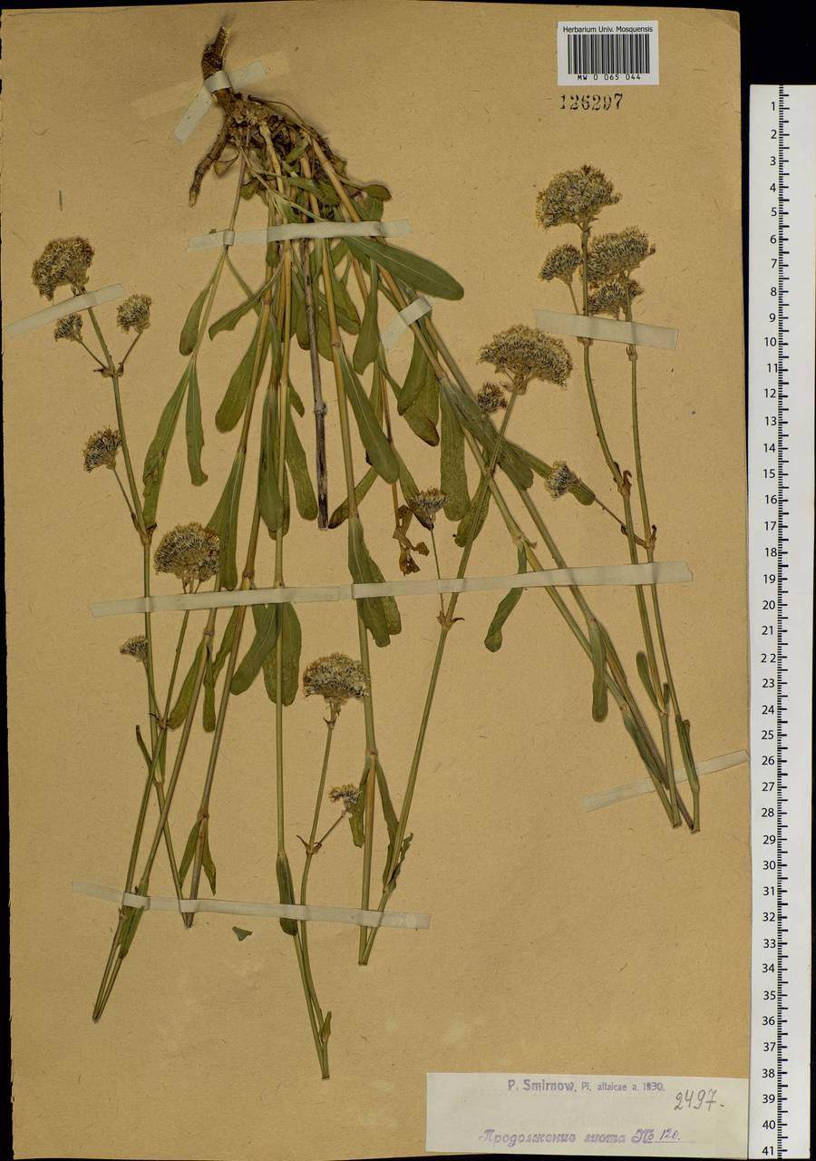 Gypsophila cephalotes (Schrenk) F. N. Williams, Siberia, Western (Kazakhstan) Altai Mountains (S2a) (Kazakhstan)