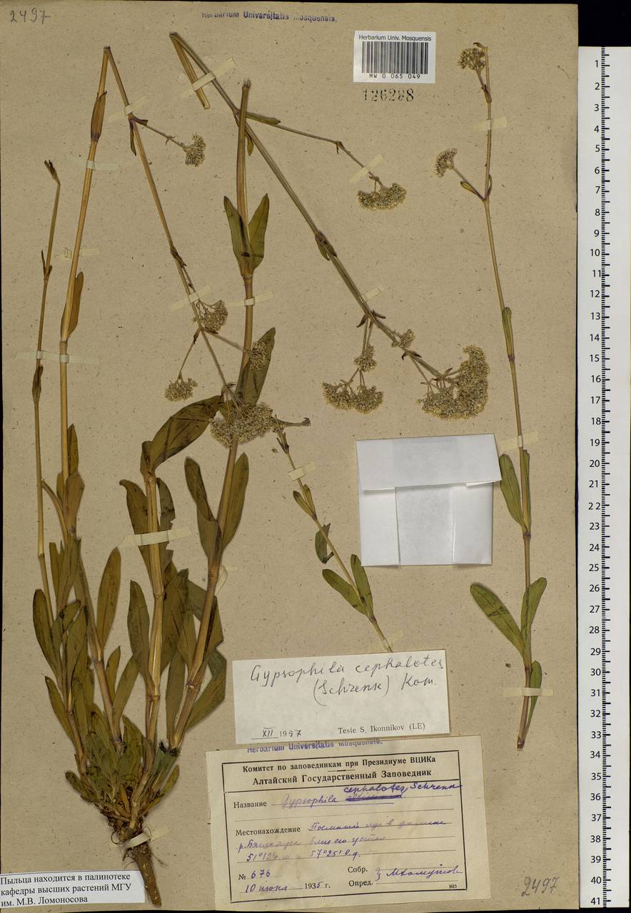 Gypsophila cephalotes (Schrenk) F.N. Williams, Siberia, Altai & Sayany Mountains (S2) (Russia)