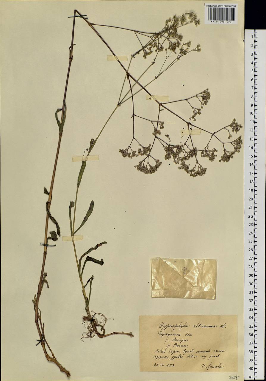 Gypsophila altissima L., Siberia, Baikal & Transbaikal region (S4) (Russia)