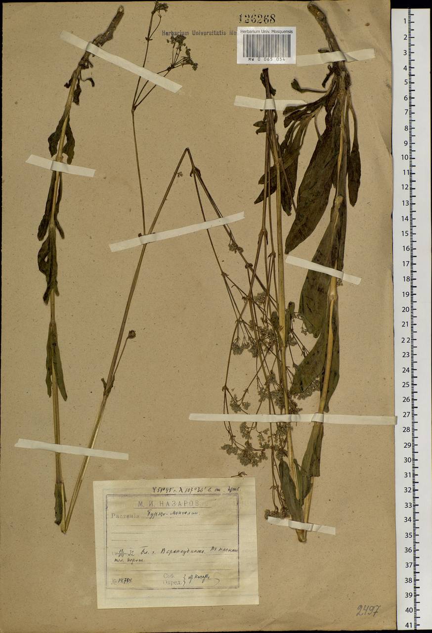 Gypsophila altissima L., Siberia, Baikal & Transbaikal region (S4) (Russia)