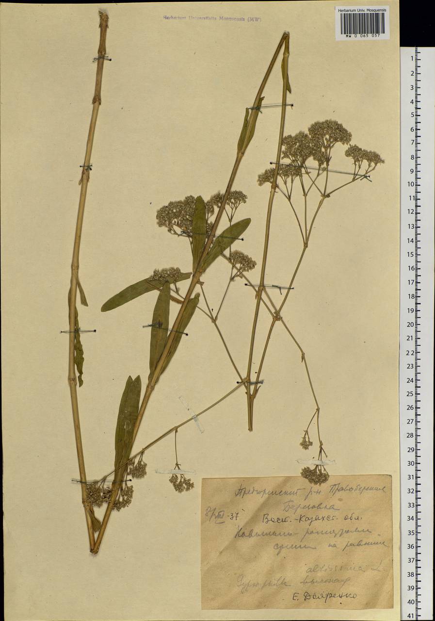 Gypsophila altissima L., Siberia, Western (Kazakhstan) Altai Mountains (S2a) (Kazakhstan)