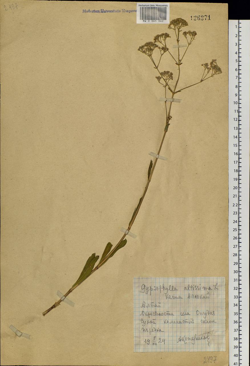 Gypsophila altissima L., Siberia, Altai & Sayany Mountains (S2) (Russia)