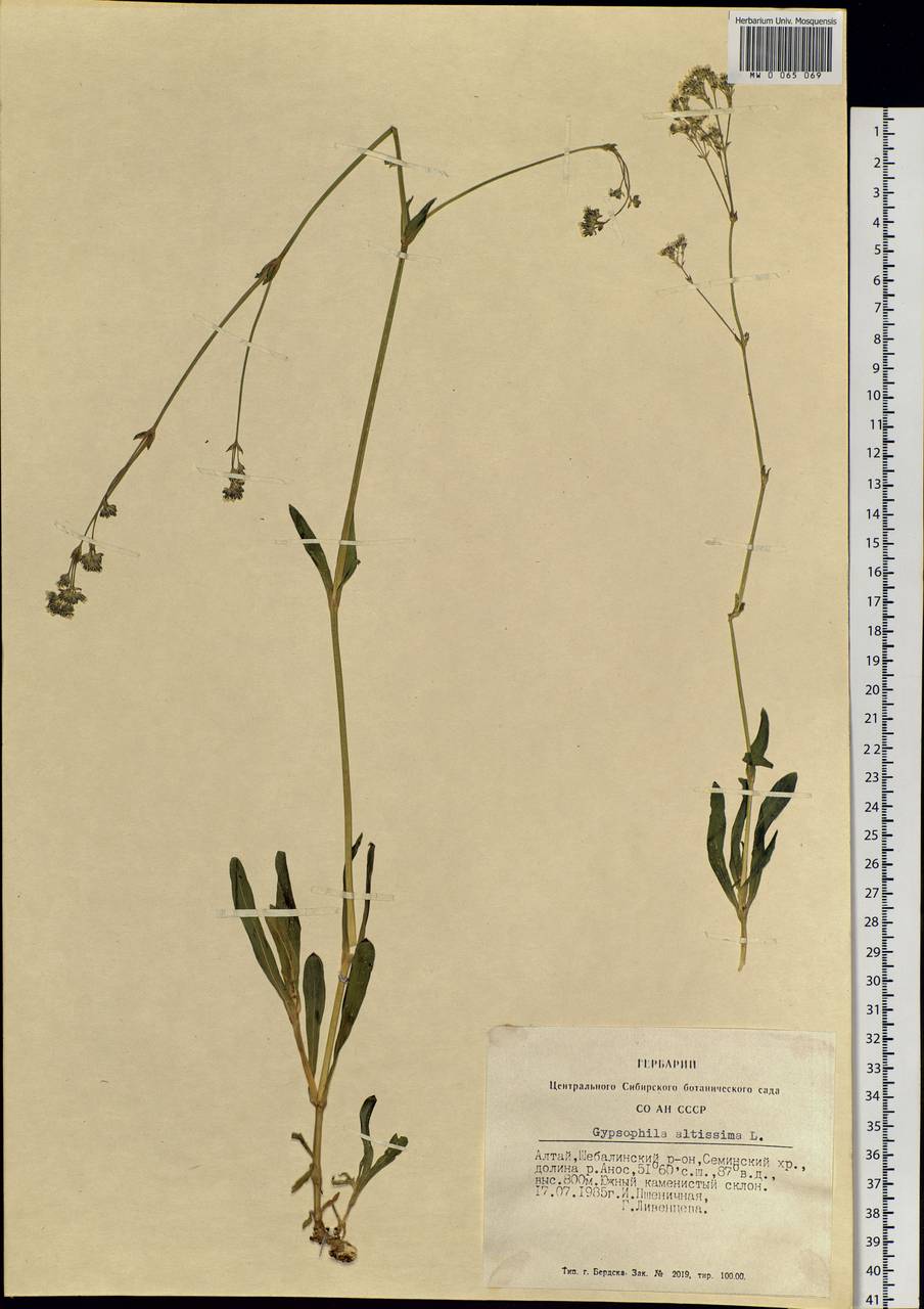 Gypsophila altissima L., Siberia, Altai & Sayany Mountains (S2) (Russia)