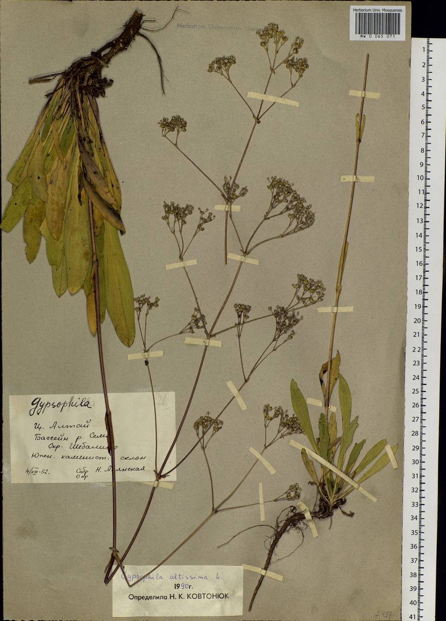 Gypsophila altissima L., Siberia, Altai & Sayany Mountains (S2) (Russia)